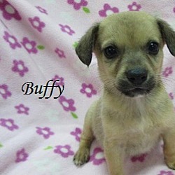 Thumbnail photo of Buffy #1