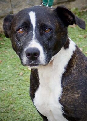 Greensboro, NC - American Pit Bull Terrier. Meet EBONY a ...