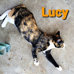 Thumbnail photo of Lucy (ADOPTED!) #2