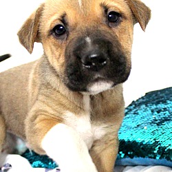 Thumbnail photo of Bixby~adopted! #2
