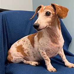 Photo of Freckles