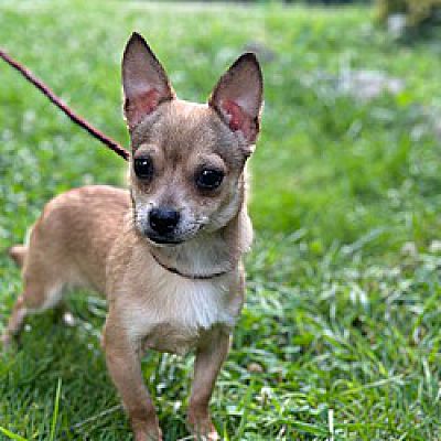 Montvale, NJ - Chihuahua/Chihuahua. Meet Jerry a Pet for Adoption ...