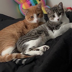 Photo of Butterscotch and moonpie