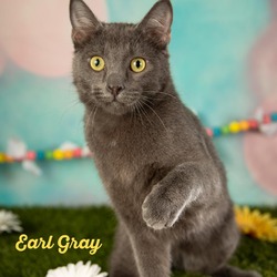 Photo of Earl Grey
