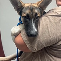 adopt a pet