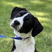 adopt a pet