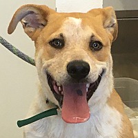 adopt a pet