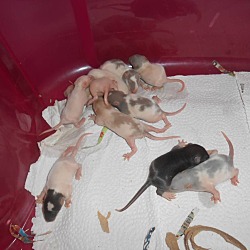 Thumbnail photo of 10 BABIES! #1