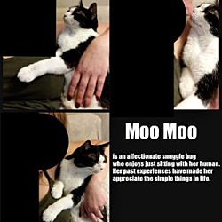 Thumbnail photo of Moo Moo #3