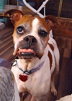 Wilmington, NC - Boxer. Meet Naomi a Pet for Adoption.