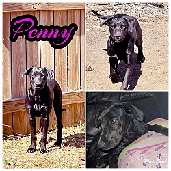 Thumbnail photo of Penny #3
