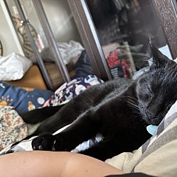 Photo of Moose