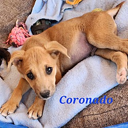 Thumbnail photo of Coronado #4