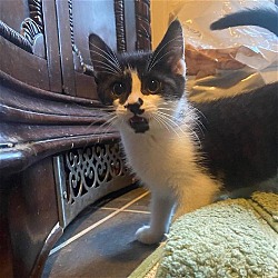 Thumbnail photo of Cherry Kitten: MORELLO #1