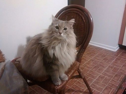 darien-il-maine-coon-meet-shushu-a-pet-for-adoption-adoptapet