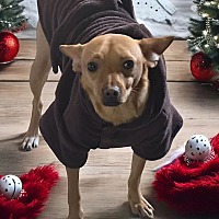 adopt a pet