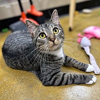 adopt a pet