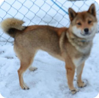 Fruit Heights Ut Shiba Inu Meet Jackie A Pet For Adoption