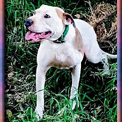 Thumbnail photo of Betty Boop family dog #3