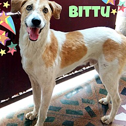Thumbnail photo of Bittu #2