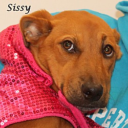 Thumbnail photo of Sissy ~ meet me! #2