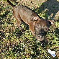 Legacy of Hope Dog Rescue in Broken Arrow, Oklahoma