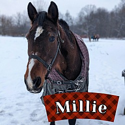 Photo of Millie