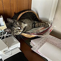 adopt a pet