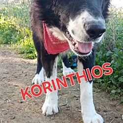 Thumbnail photo of Korinthios #1