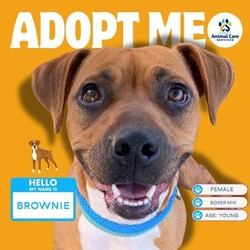 Photo of Brownie