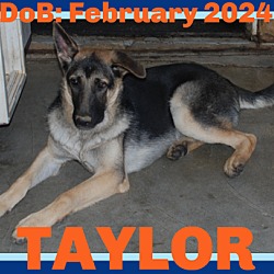 Thumbnail photo of TAYLOR #1