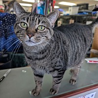 adopt a pet