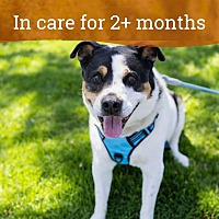 adopt a pet