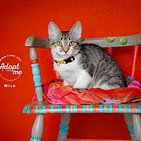 adopt a pet