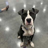 adopt a pet