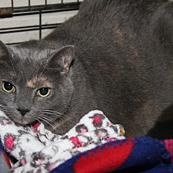 Thumbnail photo of Cuddles (Spayed & Declawed) #2