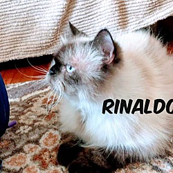 Thumbnail photo of Rinaldo #2