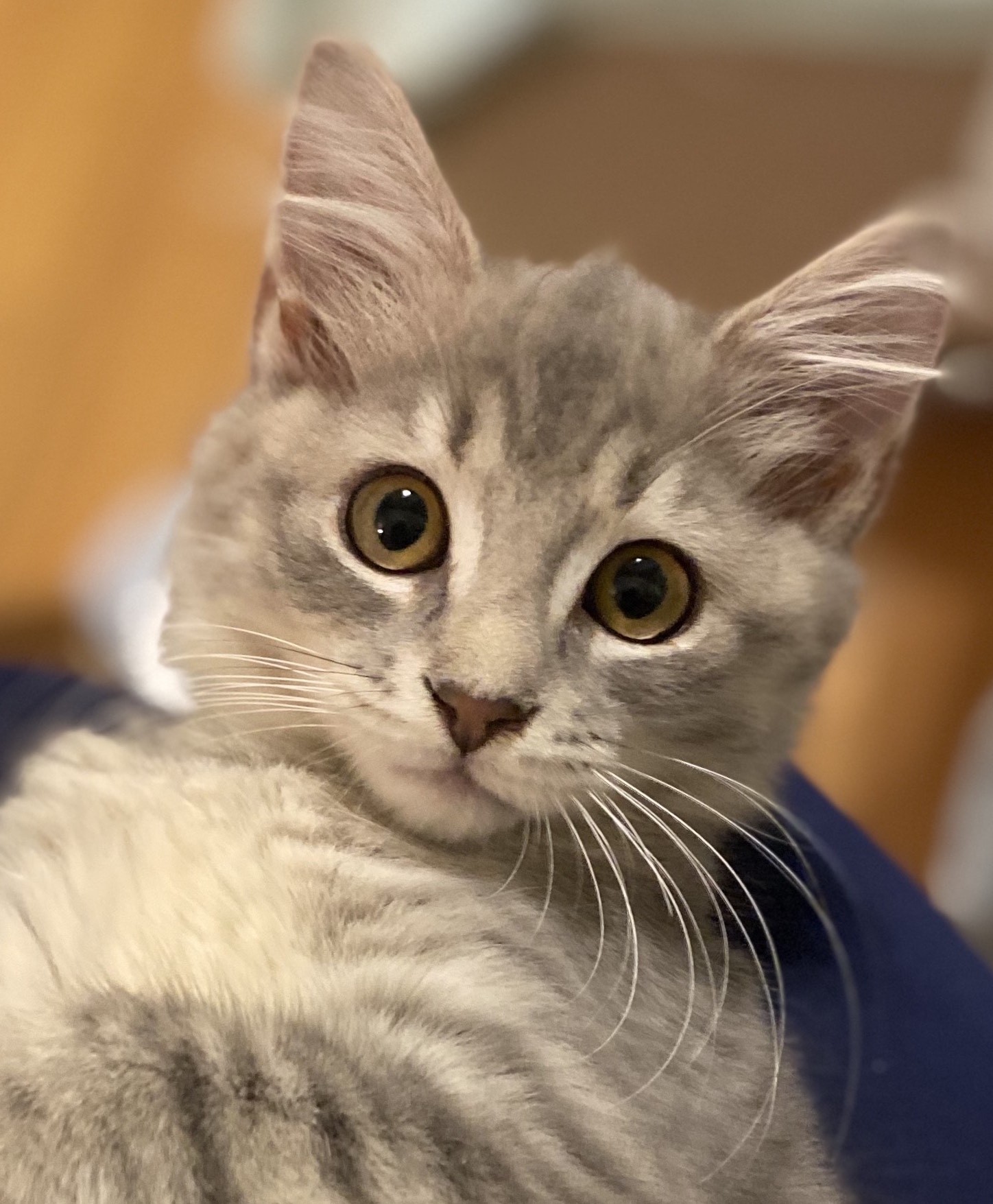 light grey tabby kittens