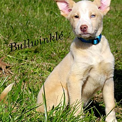 Thumbnail photo of Bullwinkle~adopted! #4