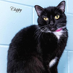 Photo of Chippy