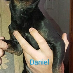 Thumbnail photo of Daniel #2