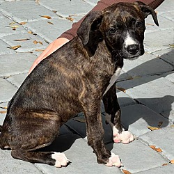 Photo of Brindle Puppy