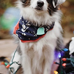 Photo of Cowboy