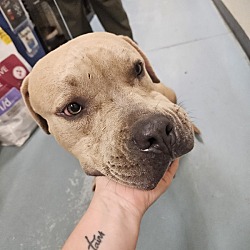 Photo of Good Boy