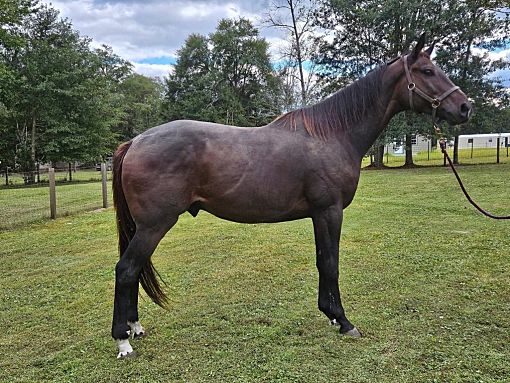 WAYNESVILLE, GA - Thoroughbred. Meet Indy a Pet for Adoption ...