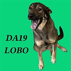 Thumbnail photo of DA 43 Lobo #3