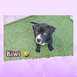Thumbnail photo of Kiwi #2
