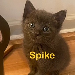 Photo of SPIKE Kitten