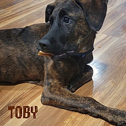 Thumbnail photo of Toby #3