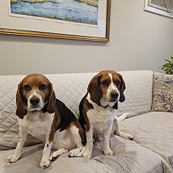 bonded pet photo